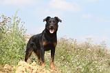 BEAUCERON 219